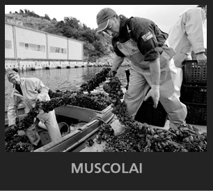 Nikon Life: Muscolai
