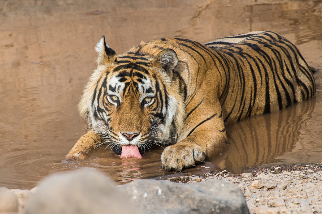 Tigri Del Bengala