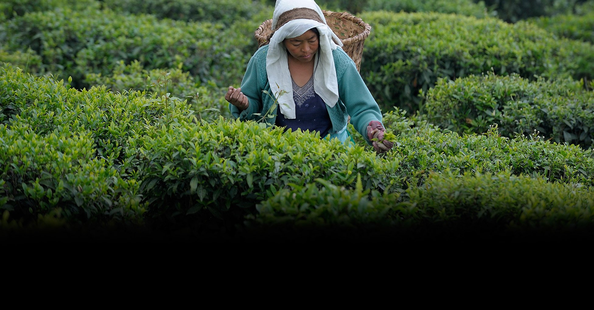 Un viaggio nel gusto: alla scoperta del tè verde