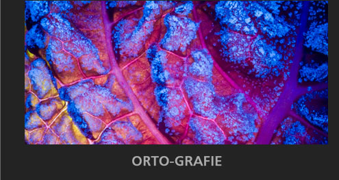 Nikon Life: Orto-Grafie