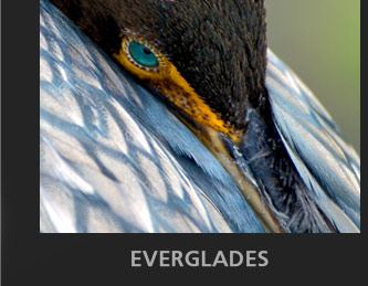 Nikon Life: Everglades