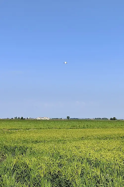 Un Ibis Sacro in volo sulle risaie - Foto di Gianluca Dalmasso