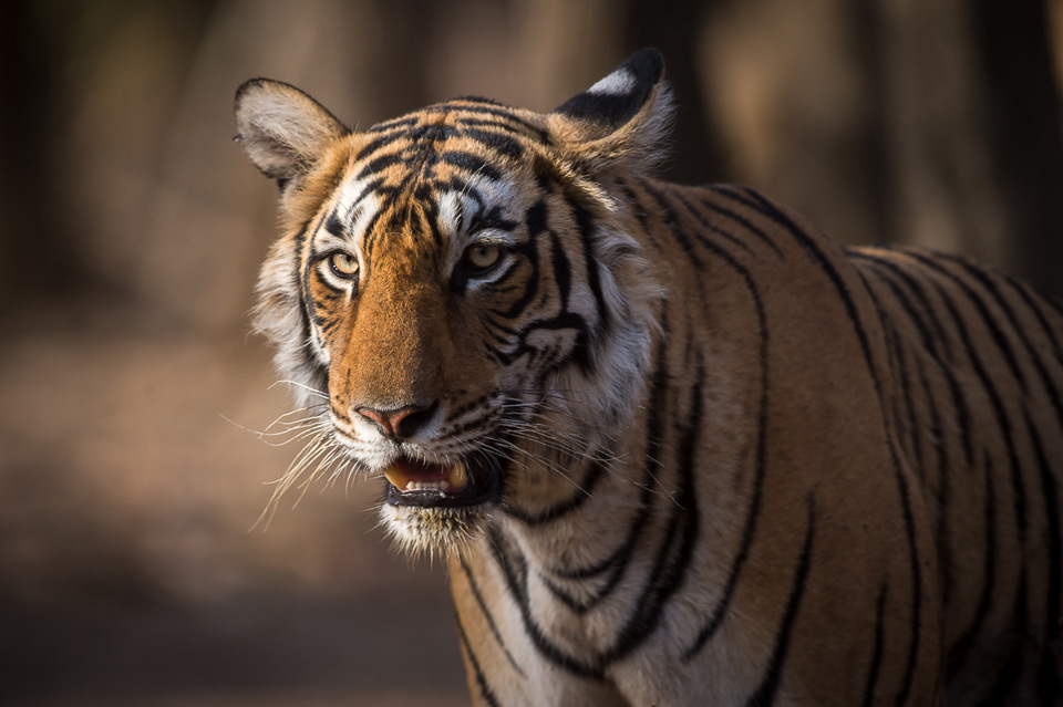 Tigri Del Bengala