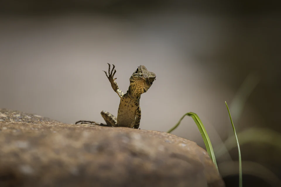 Foto di Trevor Rix