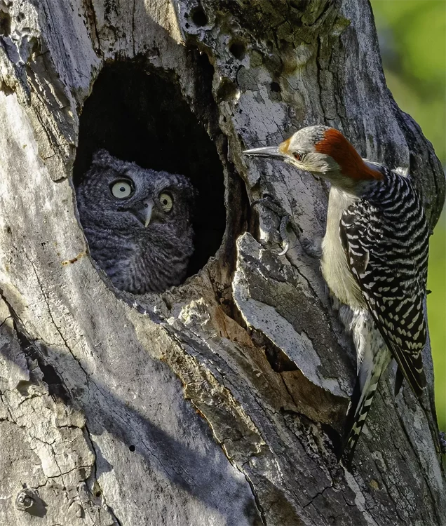 Foto di Randy Herman